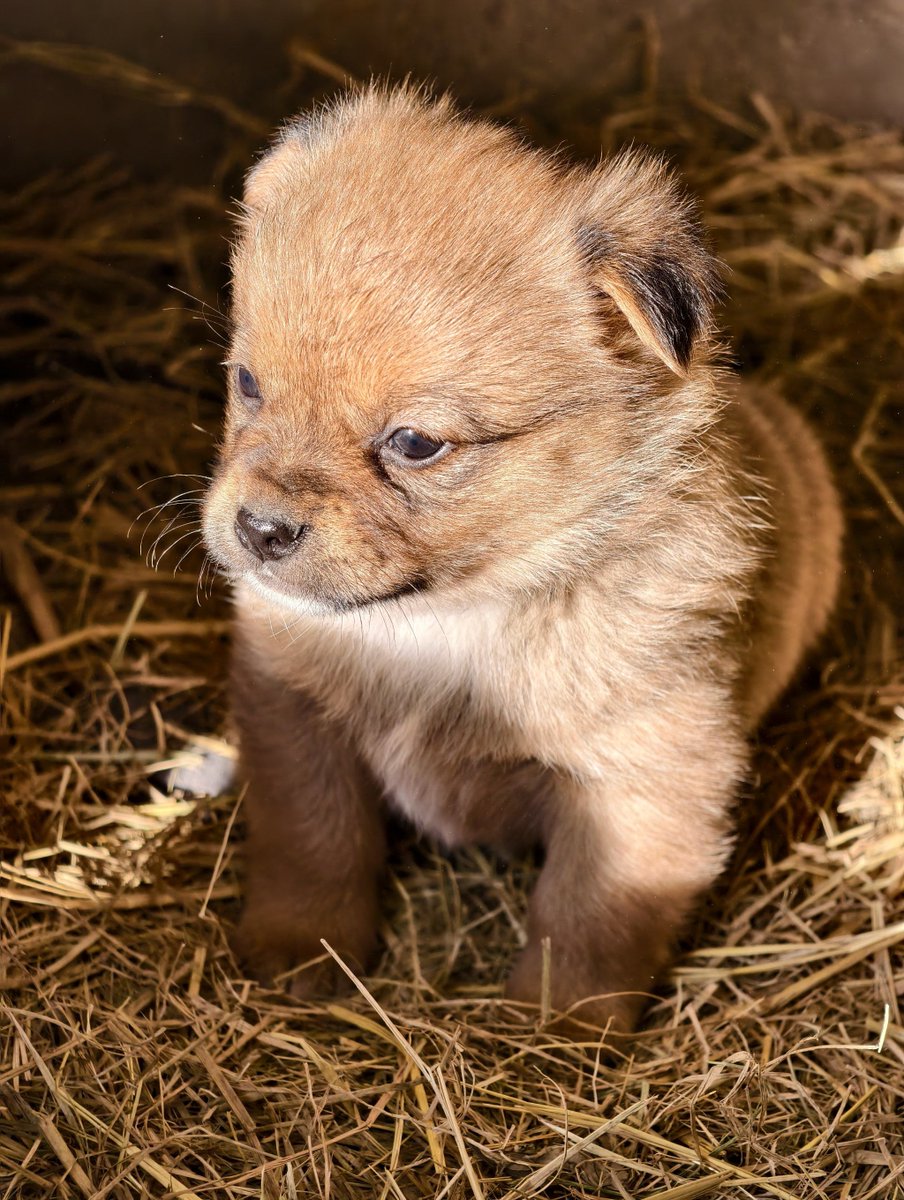 Privebet Güncel Giriş tweet media