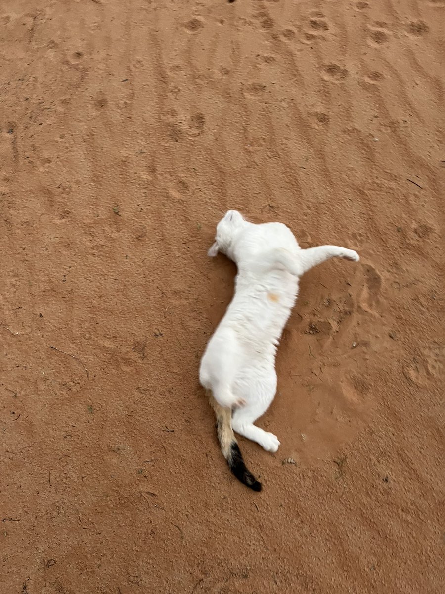 はなもも(hanamomo) tweet media