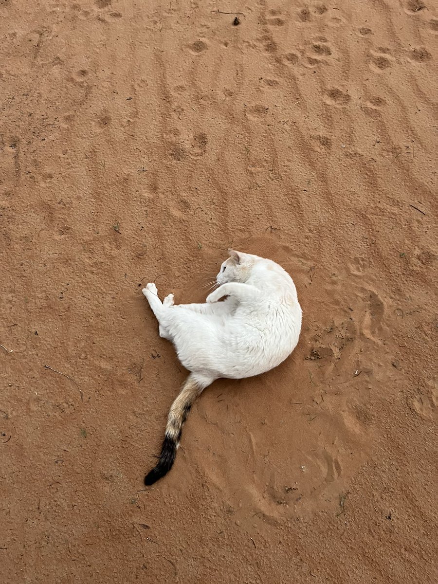 はなもも(hanamomo) tweet media