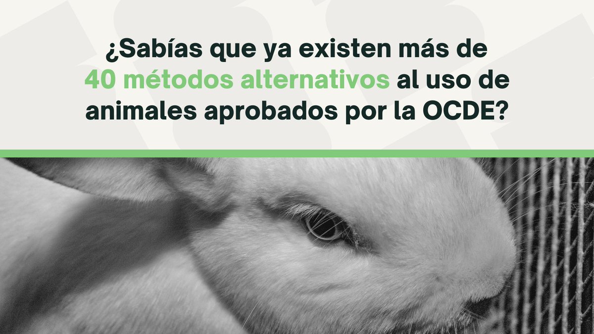 Arba Perú tweet media