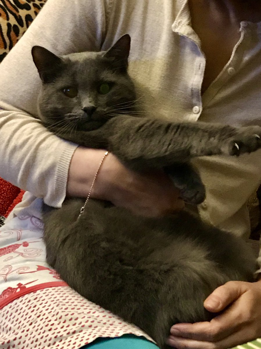 Неоцарапанный отец котов tweet media