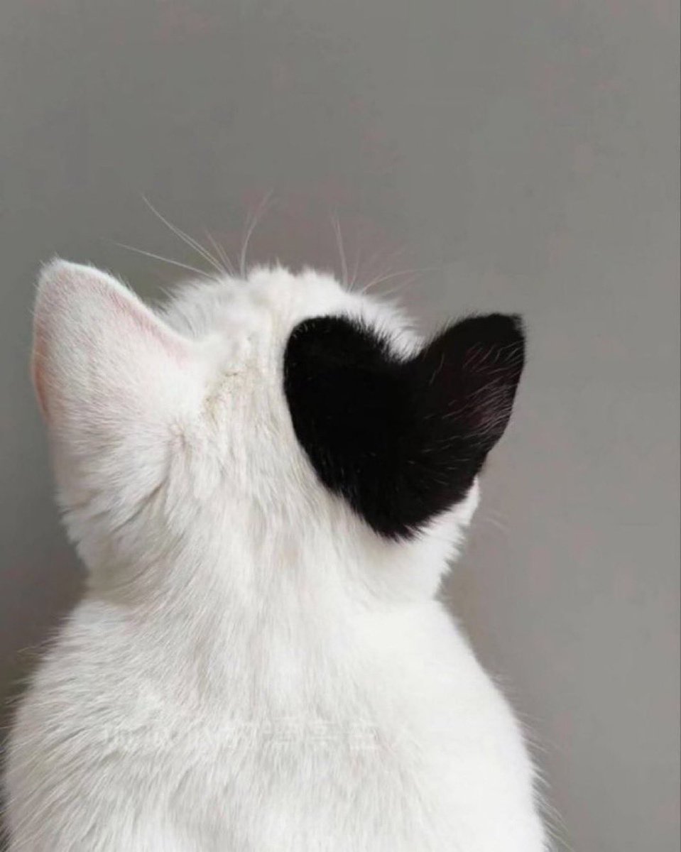 هونتشر | ثريد tweet media