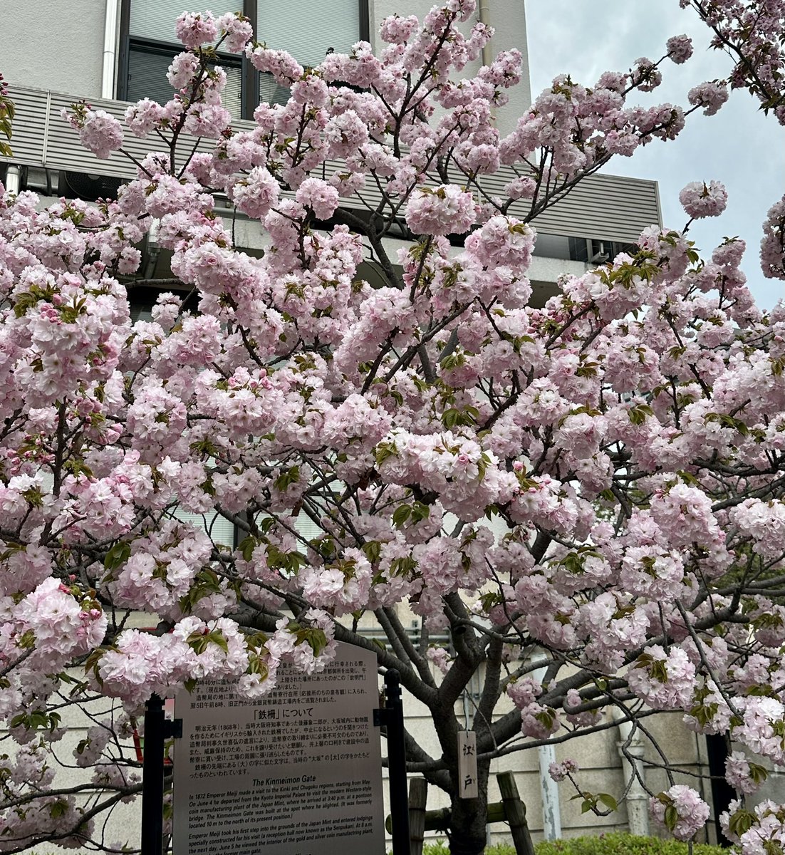 Riywedd's tweet photo. ギリギリ間に合った🌸
造幣局の桜はちょうど見頃やった🫶🏼
大好きな桜の季節が終わってしまう〜儚いのがまたいい〜〜 https://t.co/bBnNCBYRtB