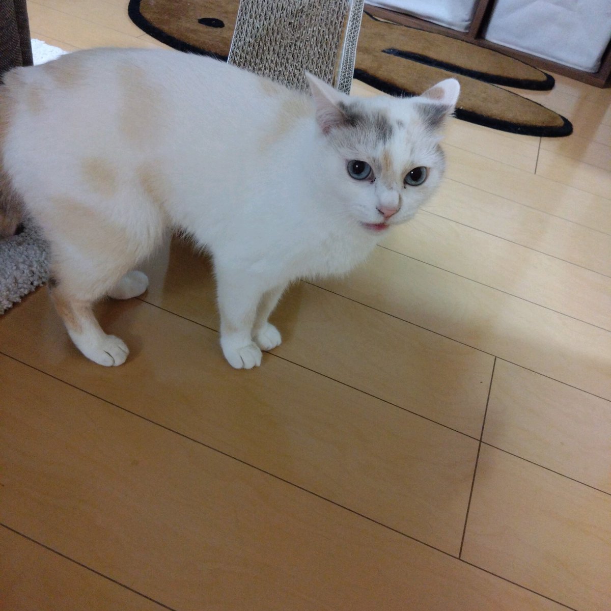 うさぎのみみちゃん😇デザフェス両日西1階B-10 tweet media