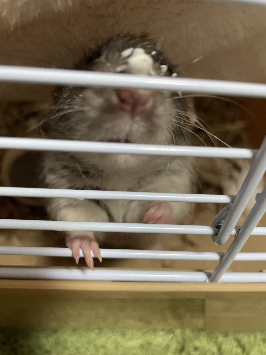 ねずみ食べ食べ倶楽部 tweet media