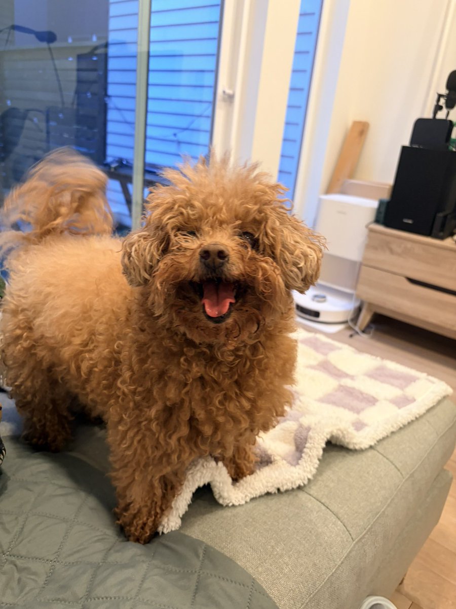 大便小多利꒰ᐡ. .̫ .ᐡ꒱ tweet media