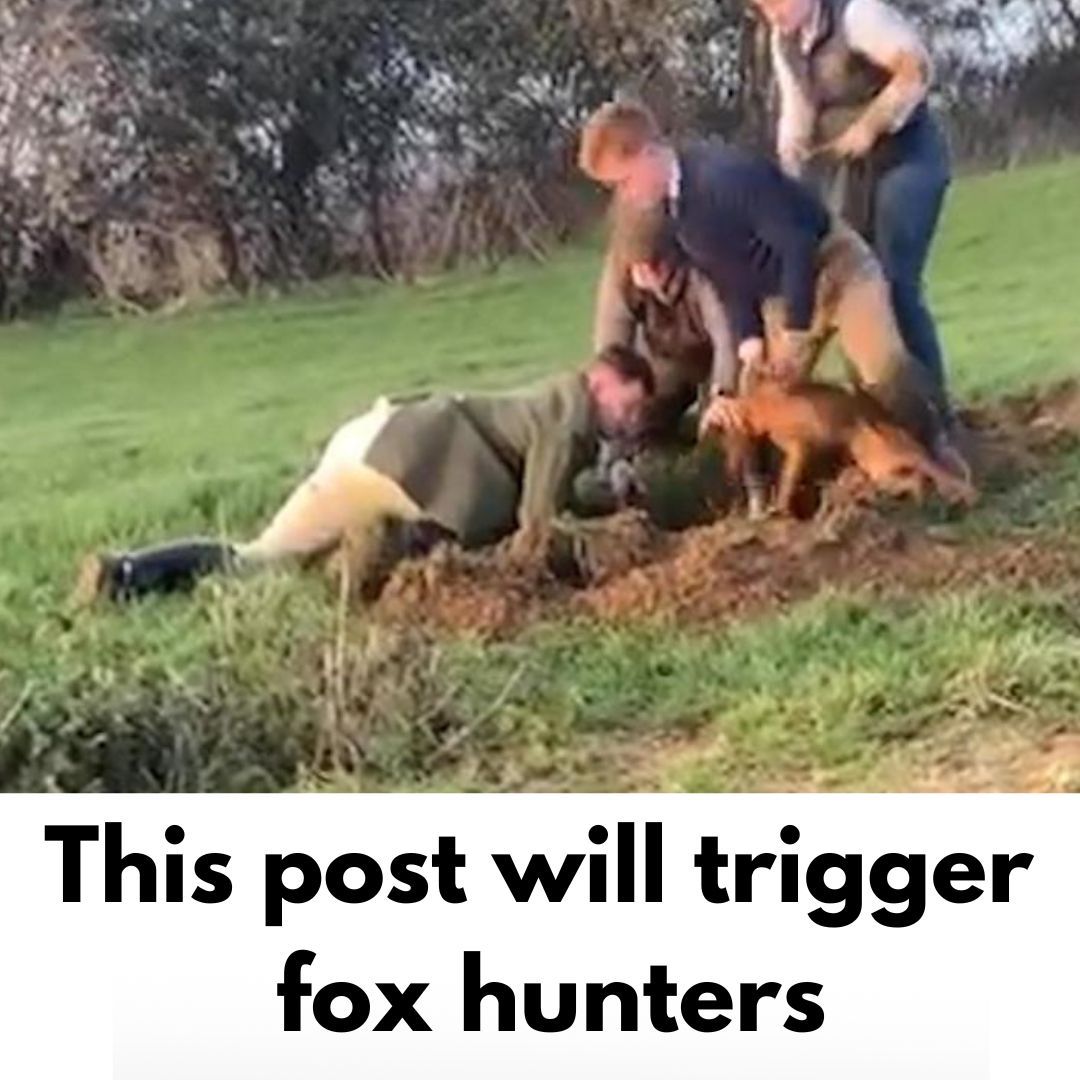 Protect the Wild tweet media