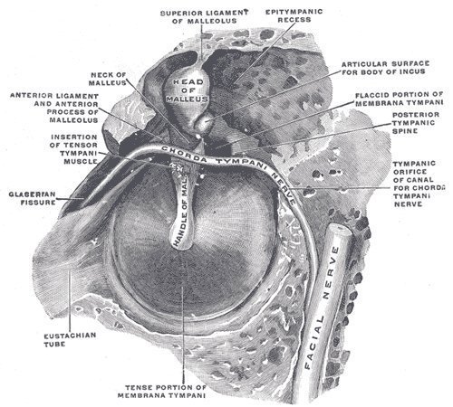 Rainmaker1973's tweet photo. Did you know?

Only a part of the human population can voluntarily control the tensor tympani, a muscle within the ear. 

Contracting this muscle produces vibration and sound. The sound is usually described as a rumbling sound. https://t.co/w71CTDlSiJ