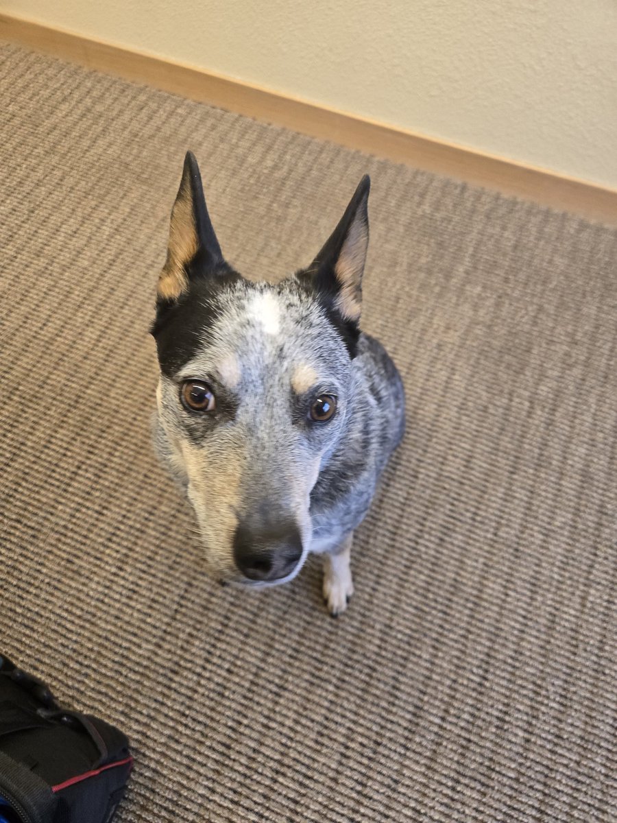 Antitank Round tweet media