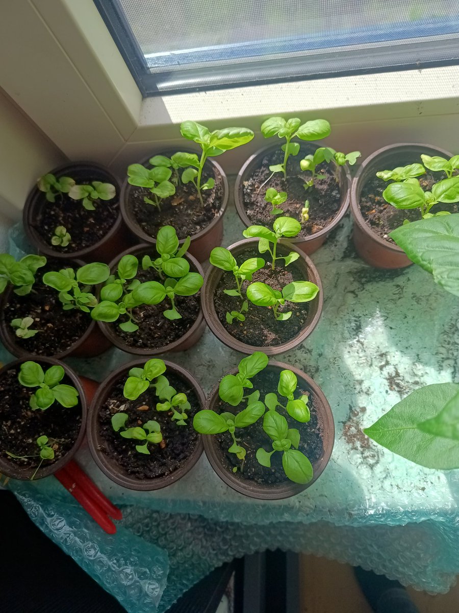 SmokerJoe tweet media