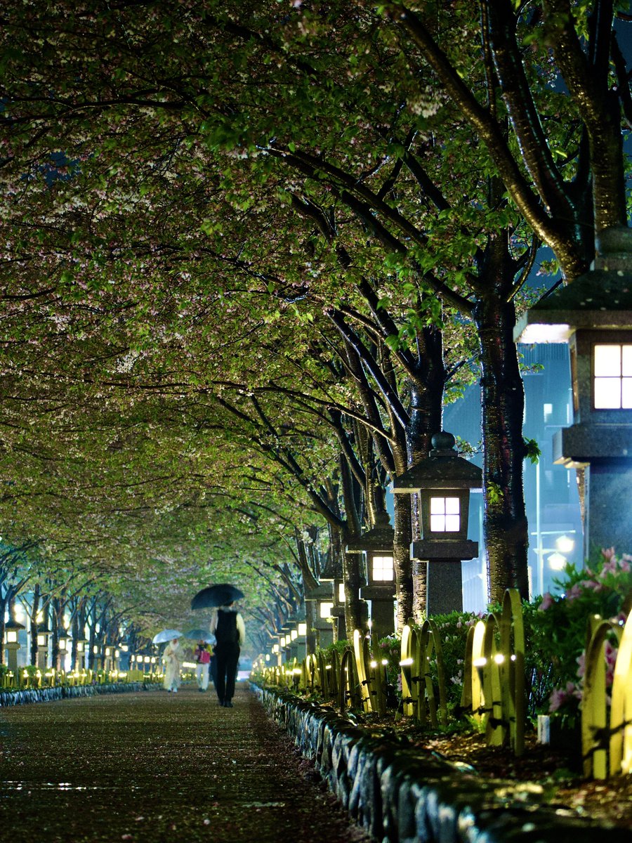 umino_hotel's tweet image. 今日は鎌倉の段葛にお出かけ📸
葉桜でしたが雨とライトアップのおかげで、
幻想的な雰囲気でした✨👏
 #鎌倉