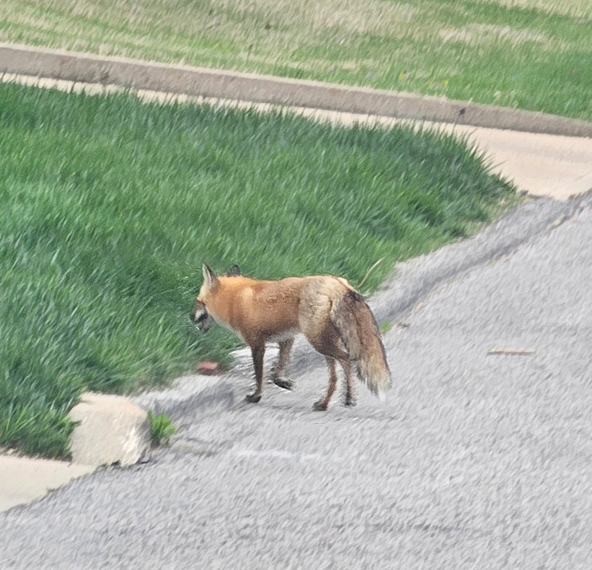 DCSC Inc. tweet media