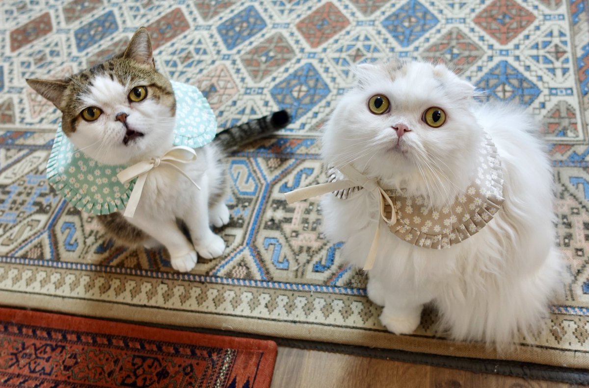 ｆｕｕ_ｃｈｉｒｏｒｕ tweet media