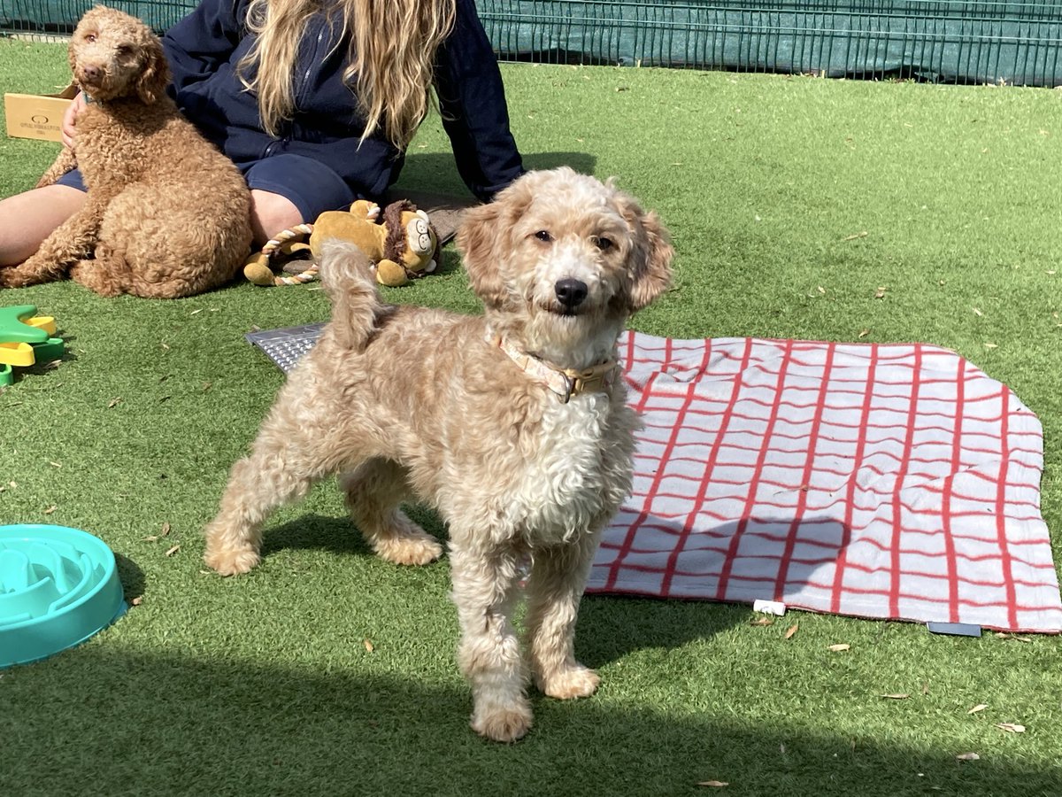 simonwardtv's tweet photo. Tonight I’m finding out how some of the dogs rescued from a group of 250 in ONE home, are being cared for in Leicester. @bbcemt @RSPCA_official  #dogs https://t.co/IlkyEYFrNM