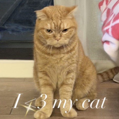 pawmaw * ❥ tweet media