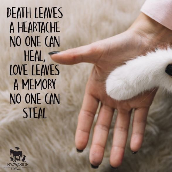 CloudRiderz's tweet image. 🐾💔🌈 #flybyFriday