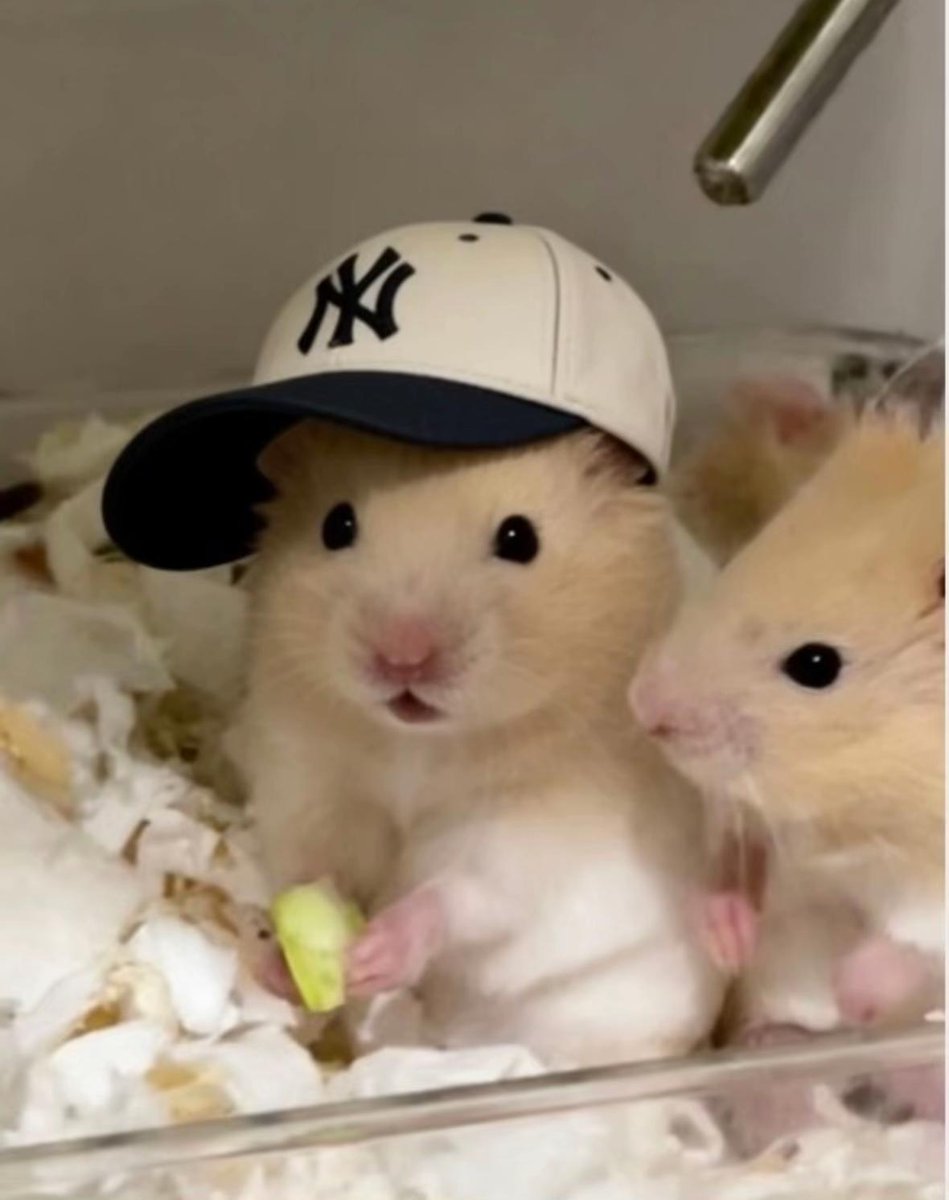 Tweets Of Hamster tweet media