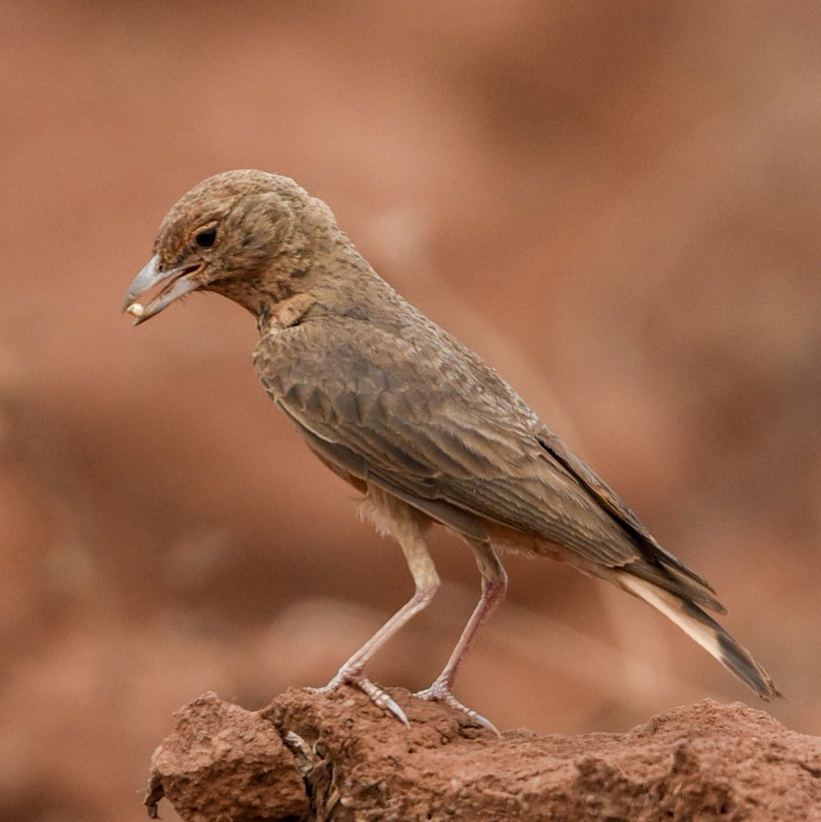 Vinaykumarshe14's tweet photo. Rufous-tailed lark     🇮🇳 #Birdsofkarnataka
#Karnataka #NikonIndia
#BirdWatching
#wildlifephotography
#NaturePhotography
#Birds #Hide #BirdTwitter #ThePhotoHour 
#BirdLovers 
@IndiAves https://t.co/5v0Fy1YELr