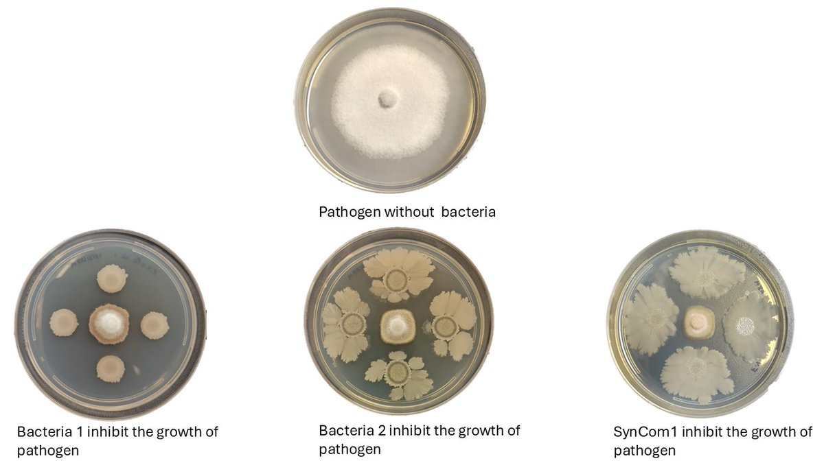 SoyResearchInfo's tweet photo. Working together increases success — even for soil microbes. @ArkansasState #SoyResearch led by @asela_1 is creating microbial communities to help soybeans fight SDS, thanks to Mid-South Soybean Board support. #SoyCheckoff https://t.co/zJejsNR33M https://t.co/WolhgQ2BLB