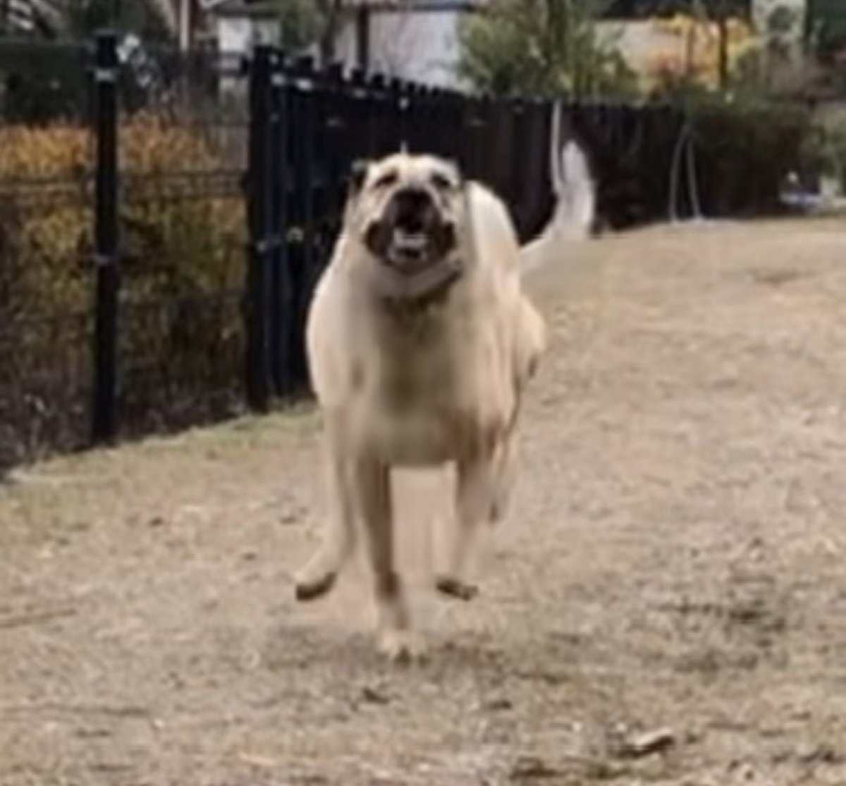 Ru_ri_kox tweet media