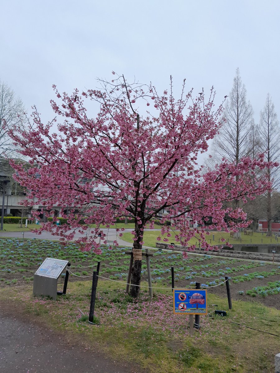 Andra Paraschiv tweet media