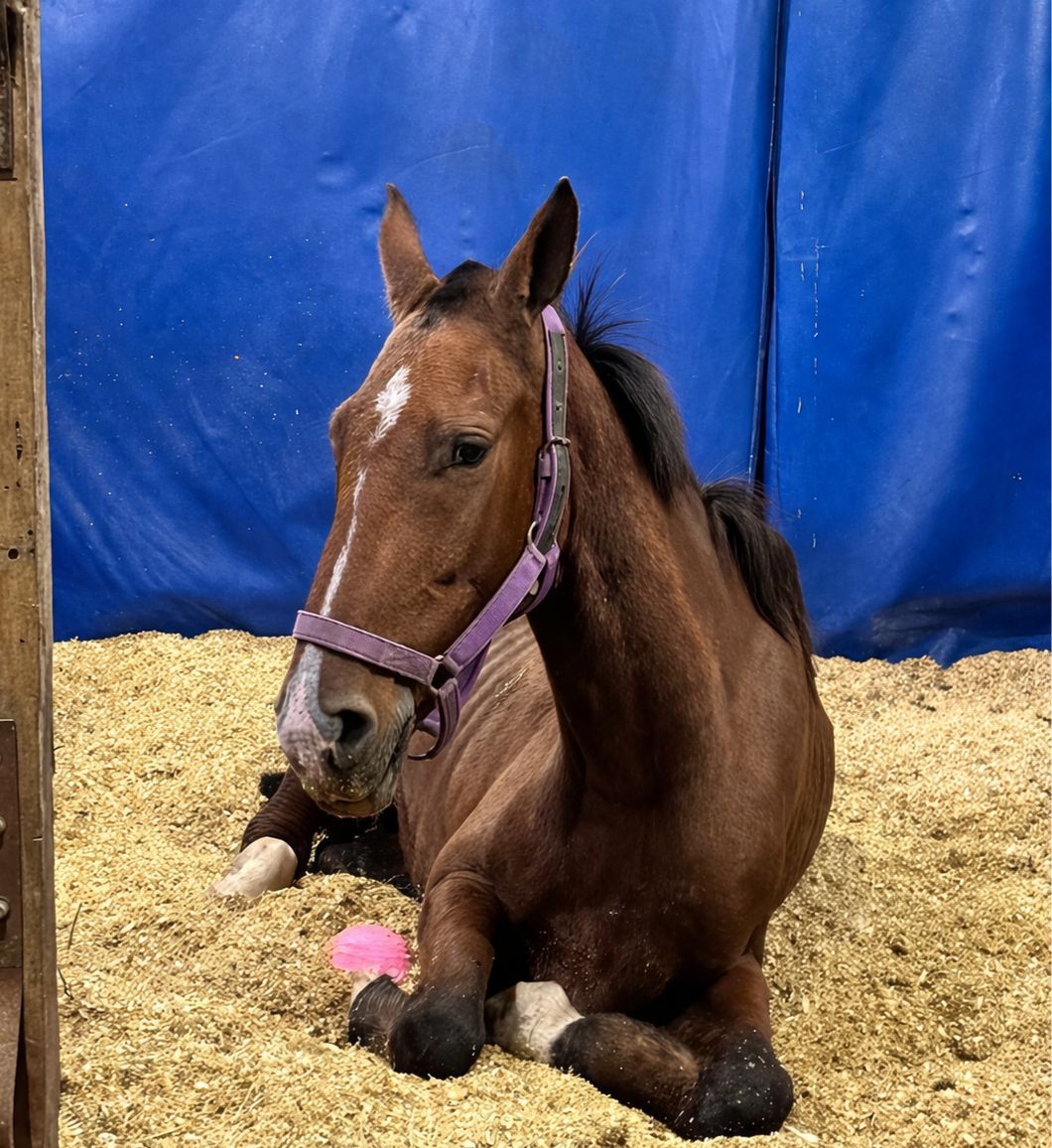 ACMA CABALLOS tweet media