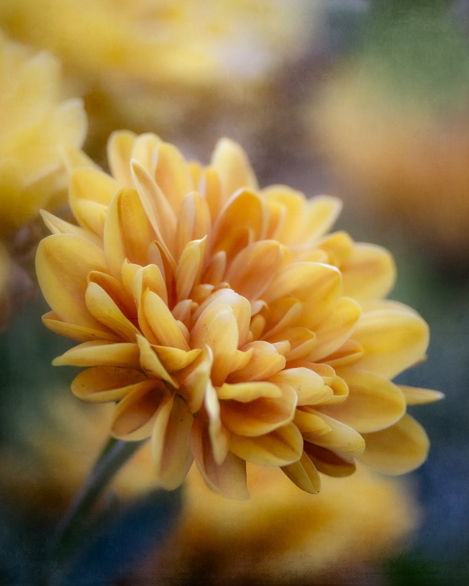 Tina Quillen Photography tweet media