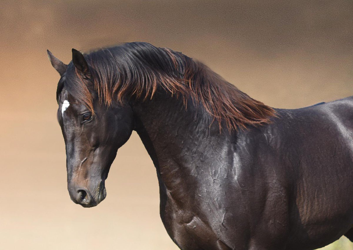 Bugün Antalya’da koşulan Kv.8 koşuyu aygırımız Torok’un oğlu THE REAL ONE kazandı. Tayın jokeyi M.S. Çelik’i, Özbelge ekürisini,  tayın ekibini ve tüm ilgililerini tebrik eder, başarılarının devamını dileriz.👏🧿