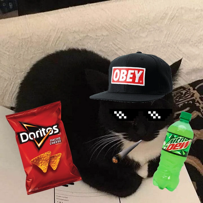 $SPINCAT on SOL tweet media