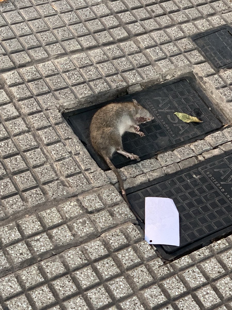 Loretheodil's tweet photo. Cada vez más en Caba, vivas o muertas. Por favor hagan algo ⁦@jorgemacri⁩!!! https://t.co/PAaN71uVp8