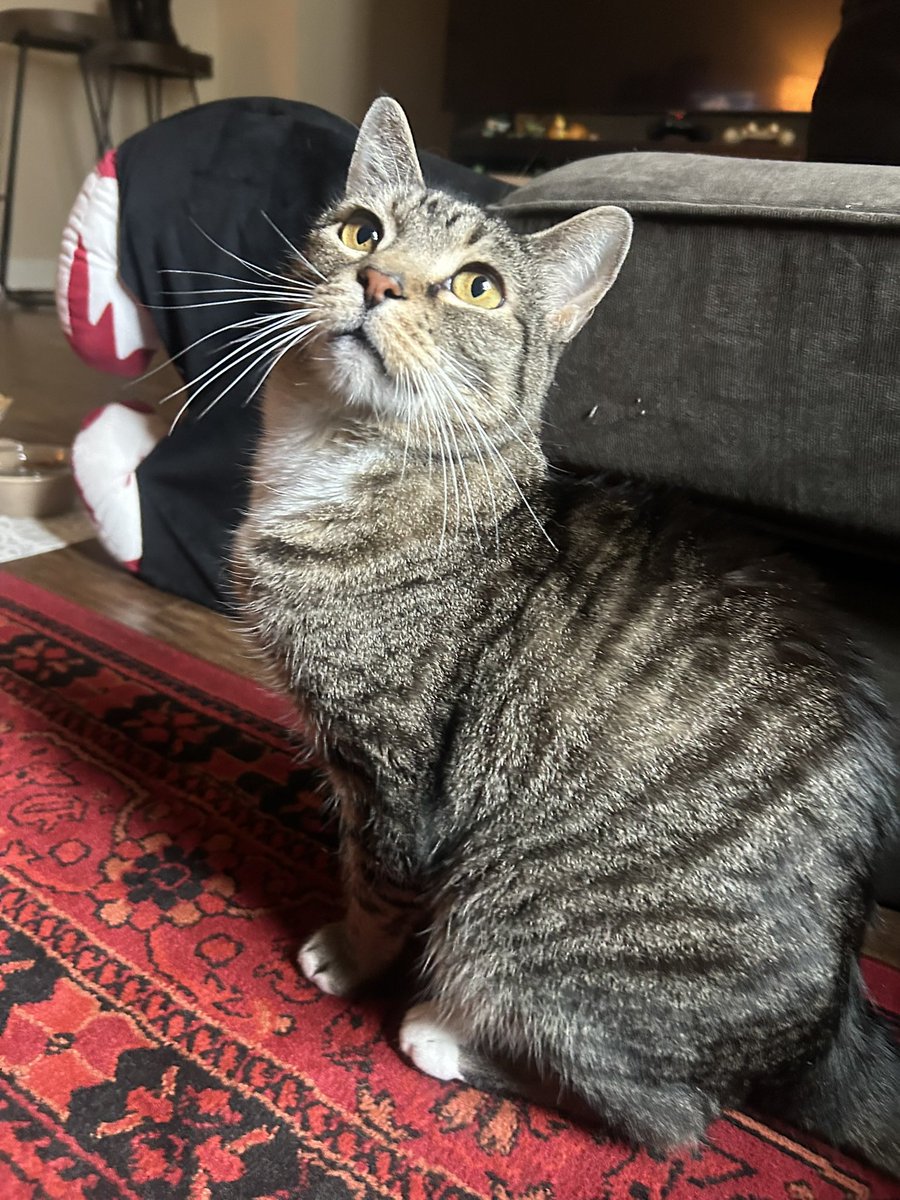 ົཽ⁺˳✧kae tweet media