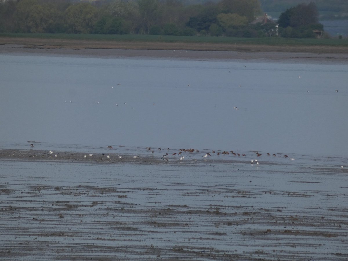 Birdwisenk's tweet photo. Our final guided walk of the week was at Seasalter and we were treated to 30 species including Raven and Red Kite 👏
Thanks to everyone who joined us today! More walks next week 🦆 https://t.co/ZdR1n1m4mw