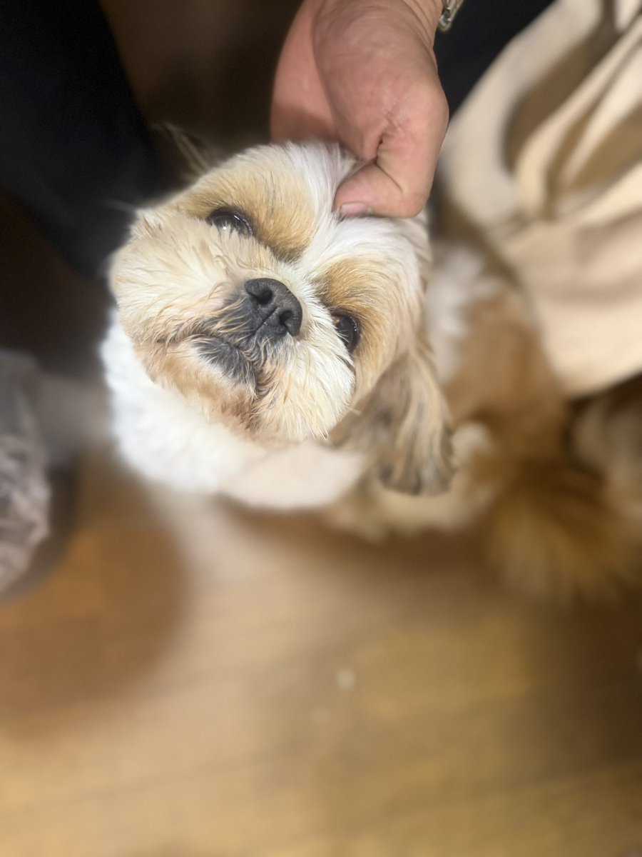 BrassLabMomo's tweet photo. 無事に本日の宿泊ホテルへ到着しました
明日からよろしくお願いします🙇

写真は預けてきた会長との憩いの時間

#オトナの吹部文化祭 https://t.co/ci5LXbnUHt