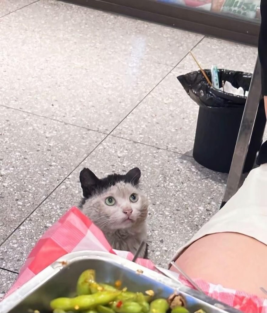 No Context Cats tweet media