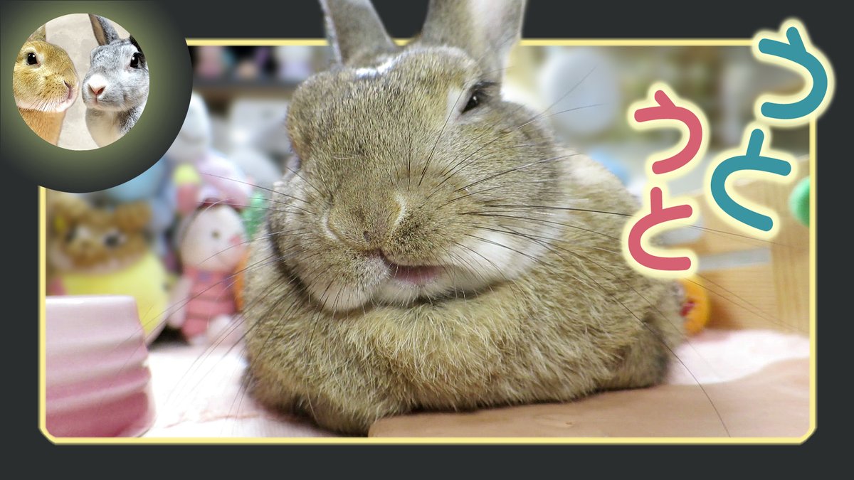 DragonFantasyV's tweet image. コケないよ…。　⌒(´-ω-`)⌒ 
youtu.be/nDZrVh2Jj-8?si… 
#ちゃび #Chabby #ウサギのだいだい #アスカ先輩 #うさぎ #DOVASYNDROME