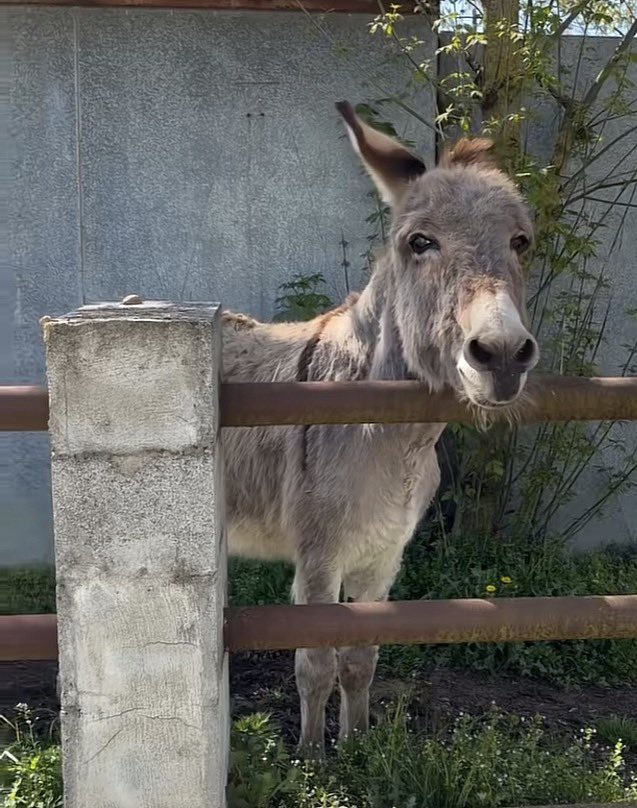 PieroDiala tweet media