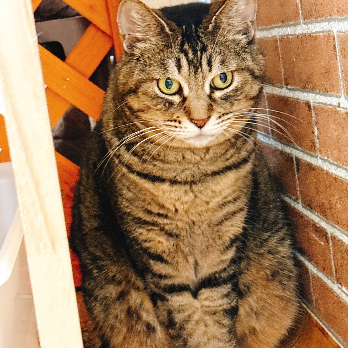 Sally22816's tweet photo. 隅の拭き取りしようとしたらここに隠れてた。

#猫 https://t.co/3nz91Wc1wS