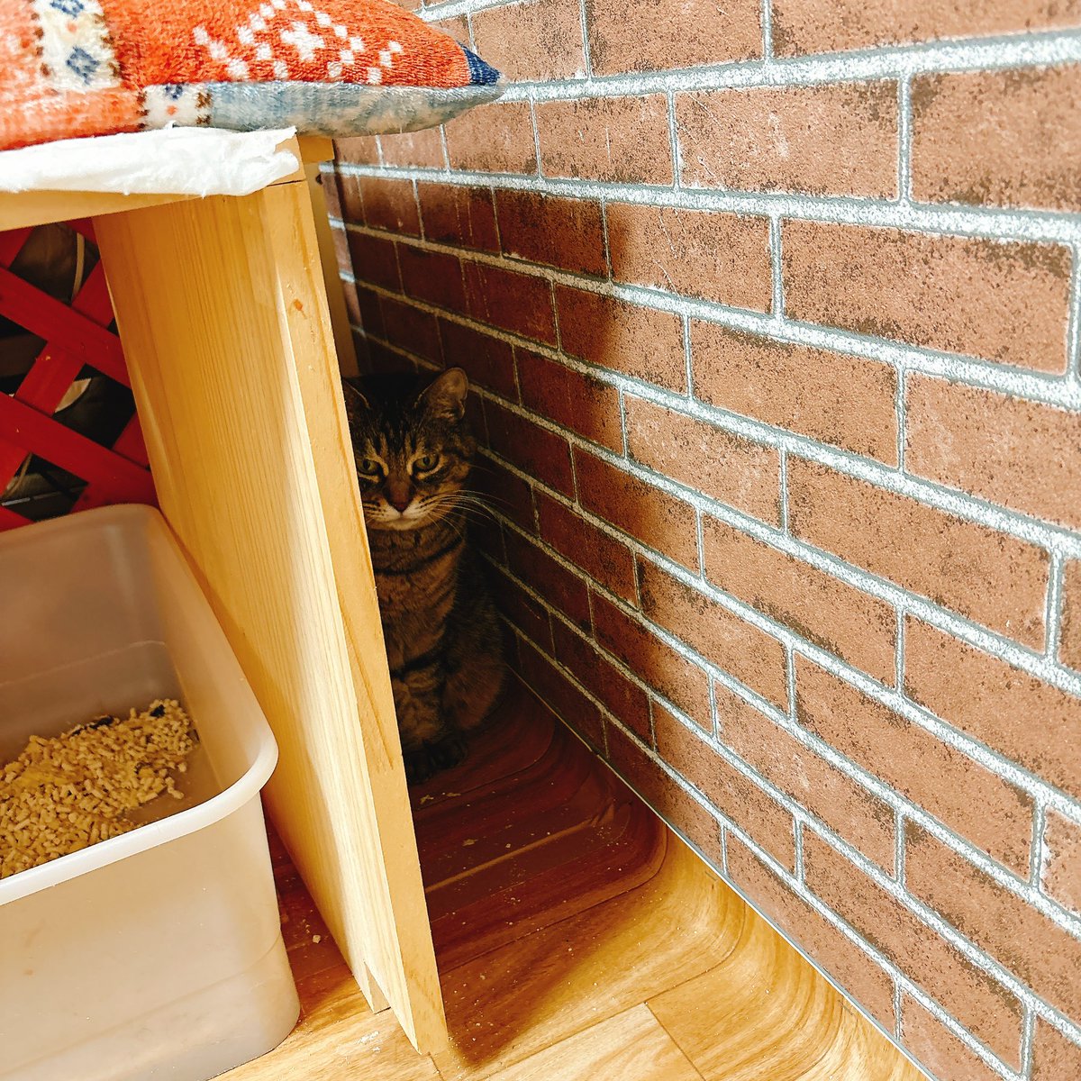 Sally22816's tweet photo. 隅の拭き取りしようとしたらここに隠れてた。

#猫 https://t.co/3nz91Wc1wS