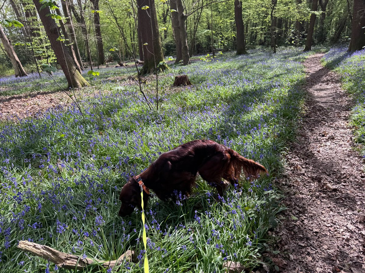 James Haddow tweet media