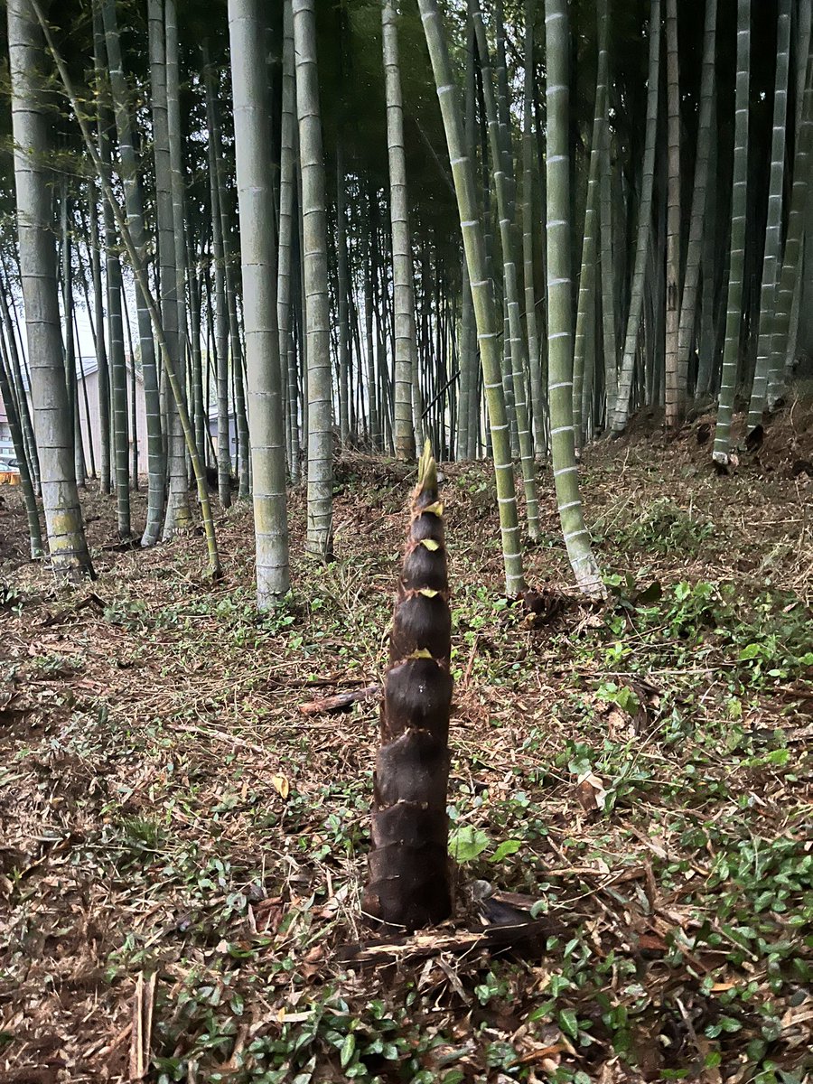 園田みつよし 遊び人から社長に転職 tweet media