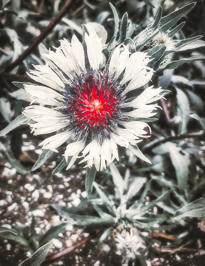 Marco Sales 📸 tweet media