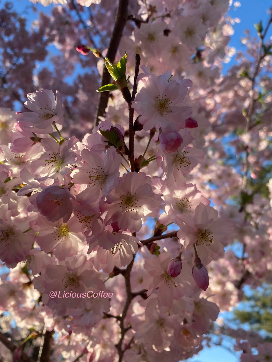 LiciousCoffee's tweet photo. Good Morning 🌎💝💫
It’s a GREAT day
👋🏽Hey Friday☕️🌞
The 🌎 is full of amazing contents, see it, recognize it, create IT—find Art in Nature.
😍 #CherryBlossoms #WashDC for #FlowersOnFriday
#TreeWhisperer
#Nature #NaturePhotography #Photography #PhotographyIsArt #Tree #Park https://t.co/isDjQDSEye