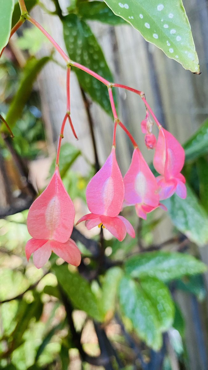 Pam Mancell tweet media