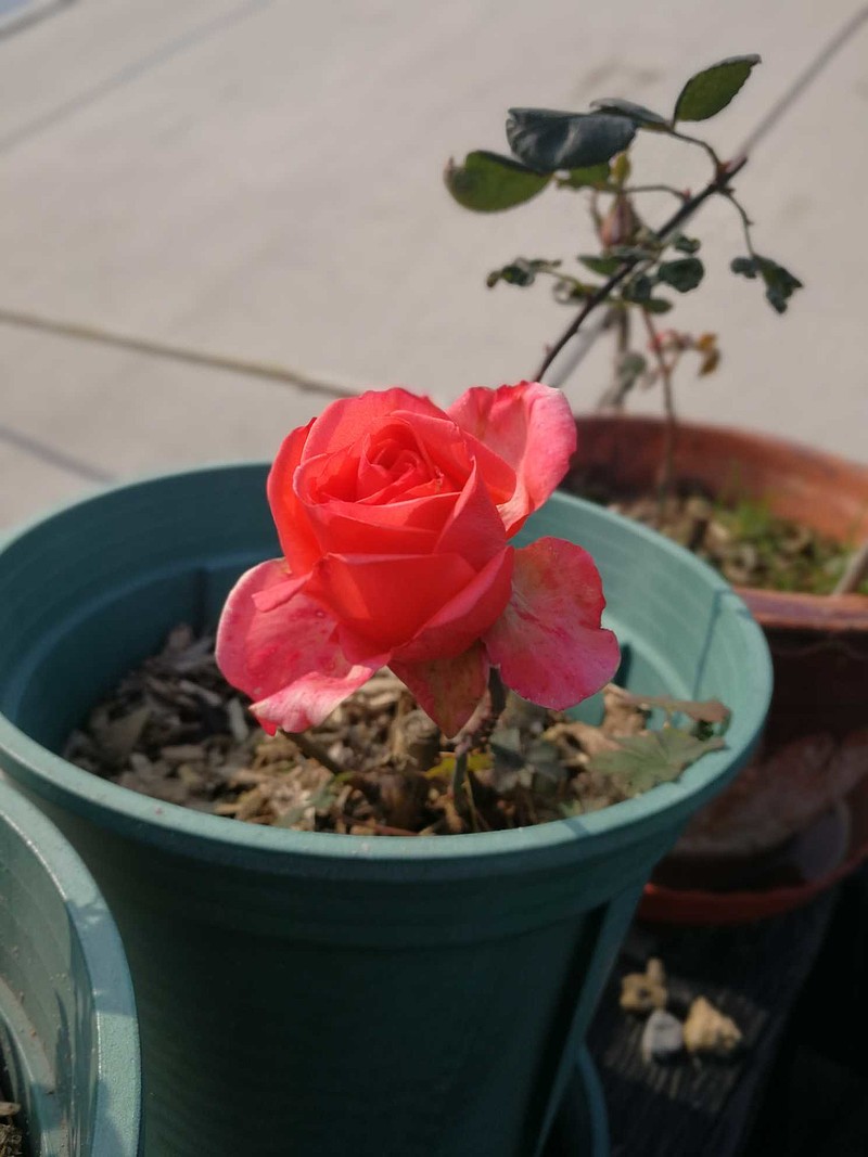 Vinesh Yadav tweet media