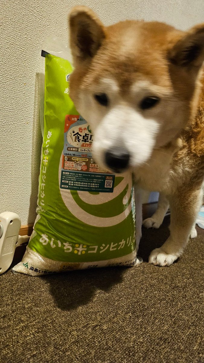 あいちの🐾まる♂15歳 tweet media