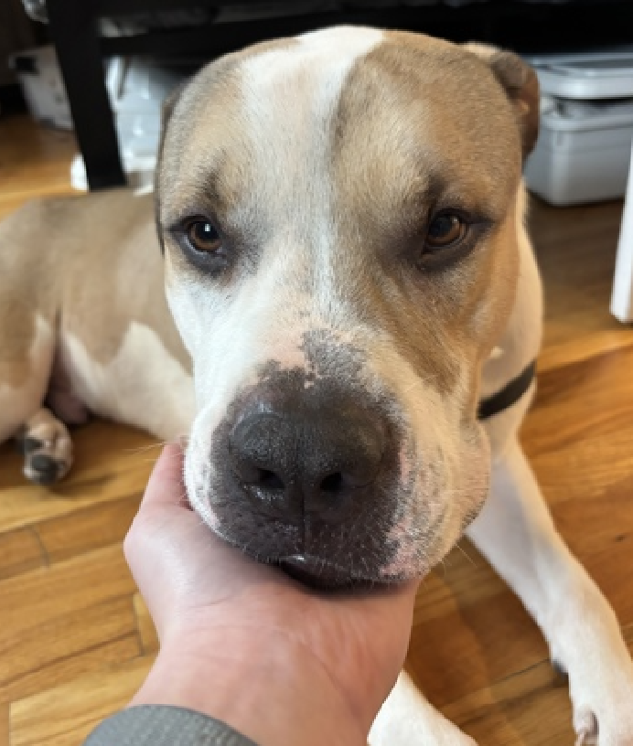 NMBewitched's tweet image. What will it take for you to #Adopt? 

#FridayFirstClass 
Bigfoot 

He has been a our #LuckyCharm our #PittieBunny 
He is a miraculous being 

#AdoptMe