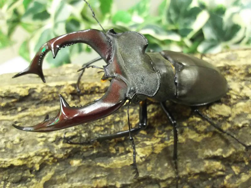 べらぼー♂ tweet media