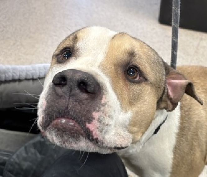 NMBewitched's tweet image. What will it take for you to #Adopt? 

#FridayFirstClass 
Bigfoot 

He has been a our #LuckyCharm our #PittieBunny 
He is a miraculous being 

#AdoptMe