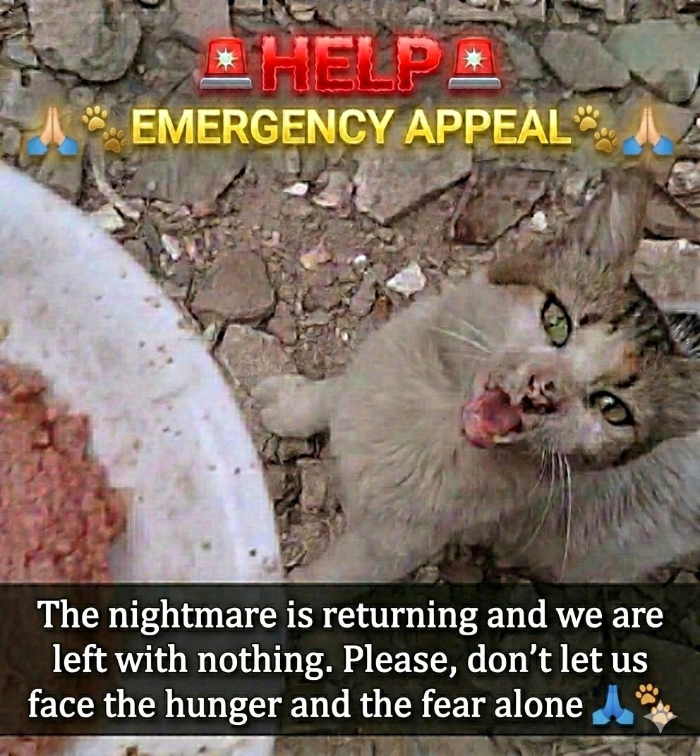 Animal Friends Shelter tweet media