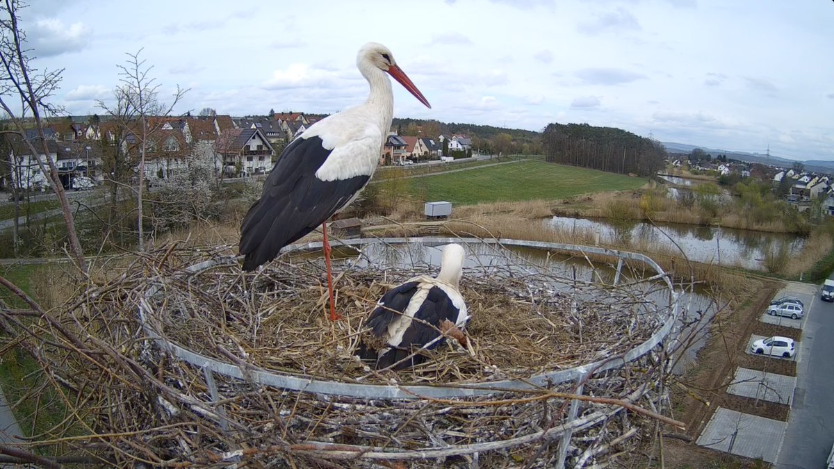 gentoo05 (@renate_ulbrich) on Twitter photo 